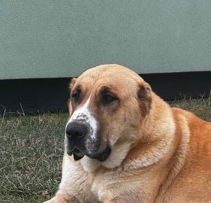 Owczarek Środkowoazjatycki szczenię Premium