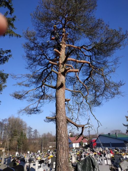 WYCINKA/Pielęgnacja Drzew TRUDNYCH metodą Alpinistyczną ( zwyżka )