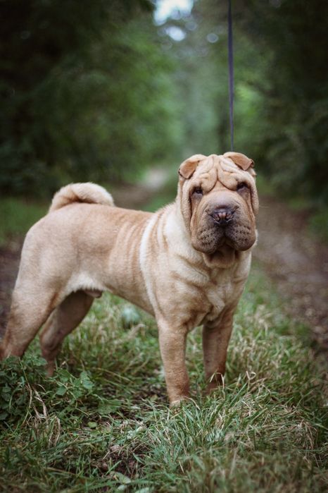 Szczenię Shar pei FCI
