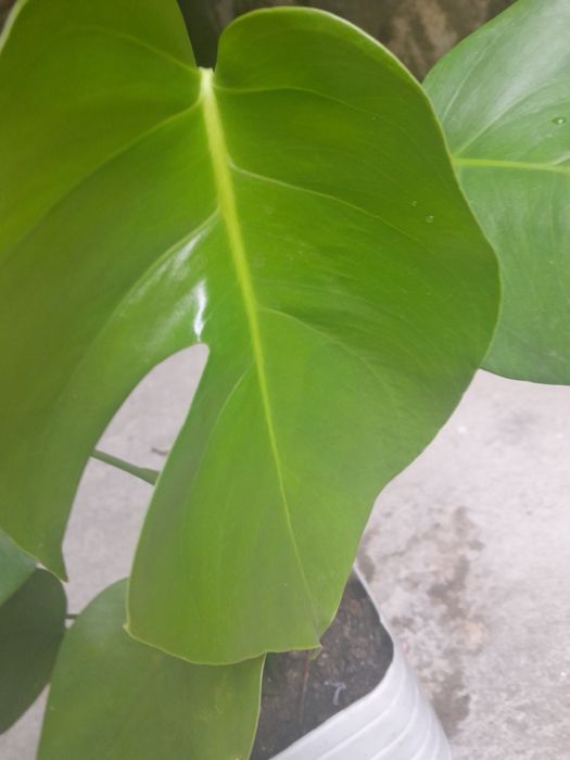 Planta Mostera Costela de Adão ( média )