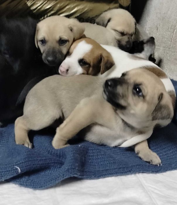 Szczeniaki mieszańce