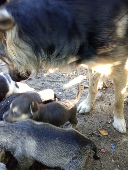 Щенята родились 9.08 в чергу их мама. метис овчарки длинношерстной.