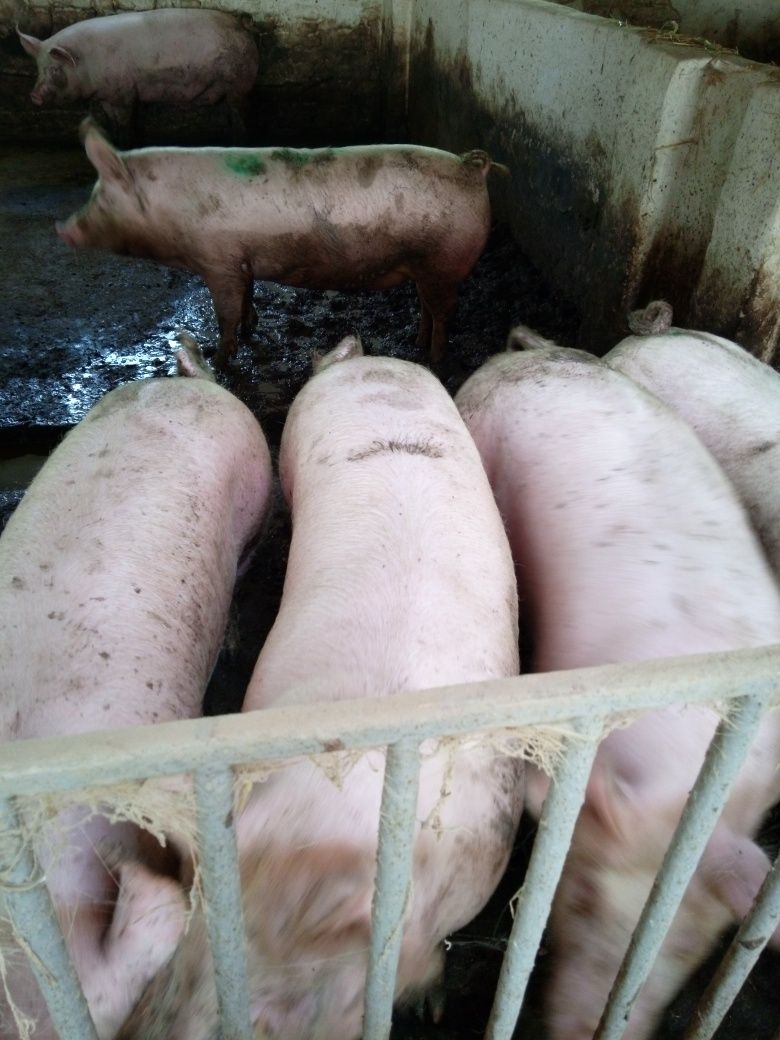 Продам свині ландрас