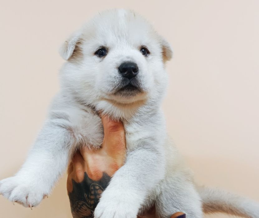 Гарні цуценята - продам