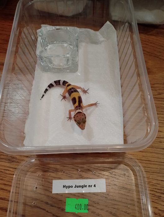 Gekon lamparci nr 59. Hypo Jungle - sklep terrarystyczny ANIMALE