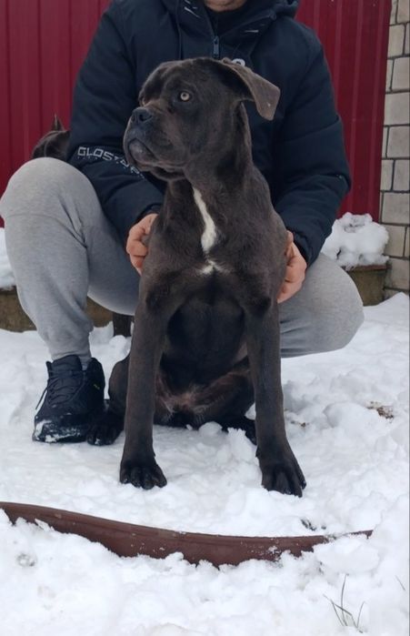 кане корсо щенята