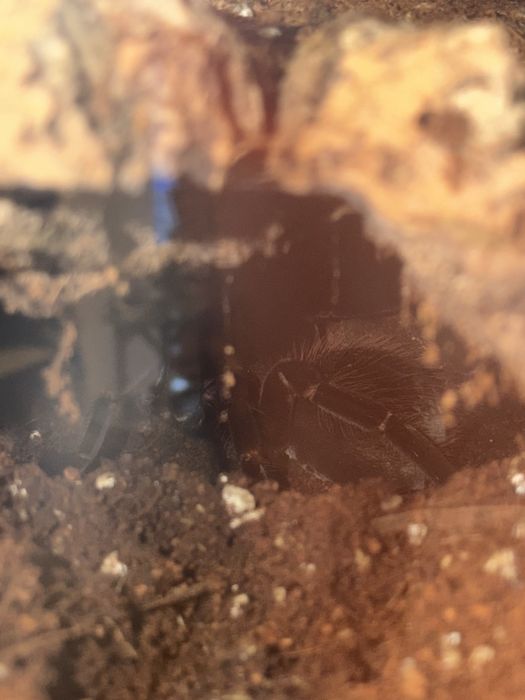 Xenesthis sp Bright 7 dc samica