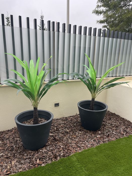 Fejka Plantas Palmeiras