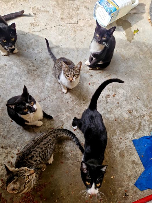 Doação de gatos na zona da Damaia 6 gatos