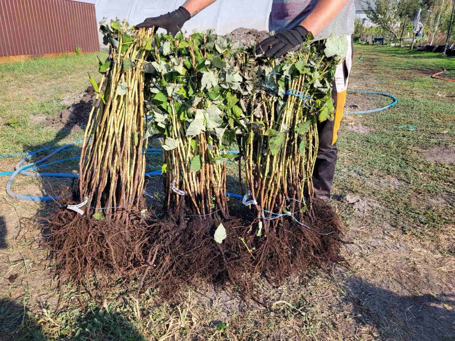 Продам розсаду малини сорт Маравіла з відкритим коренем