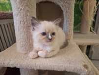 Ragdoll- dziewczynka blue point mitted z bleze