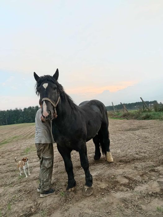 Sprzedam ogiera karego