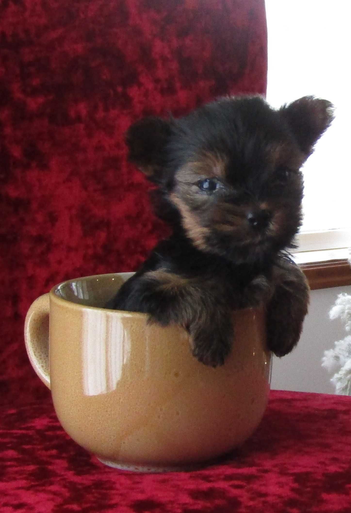 Yorkshire Terrier    "FEMEA TEA CUP"  Hiperminiatura