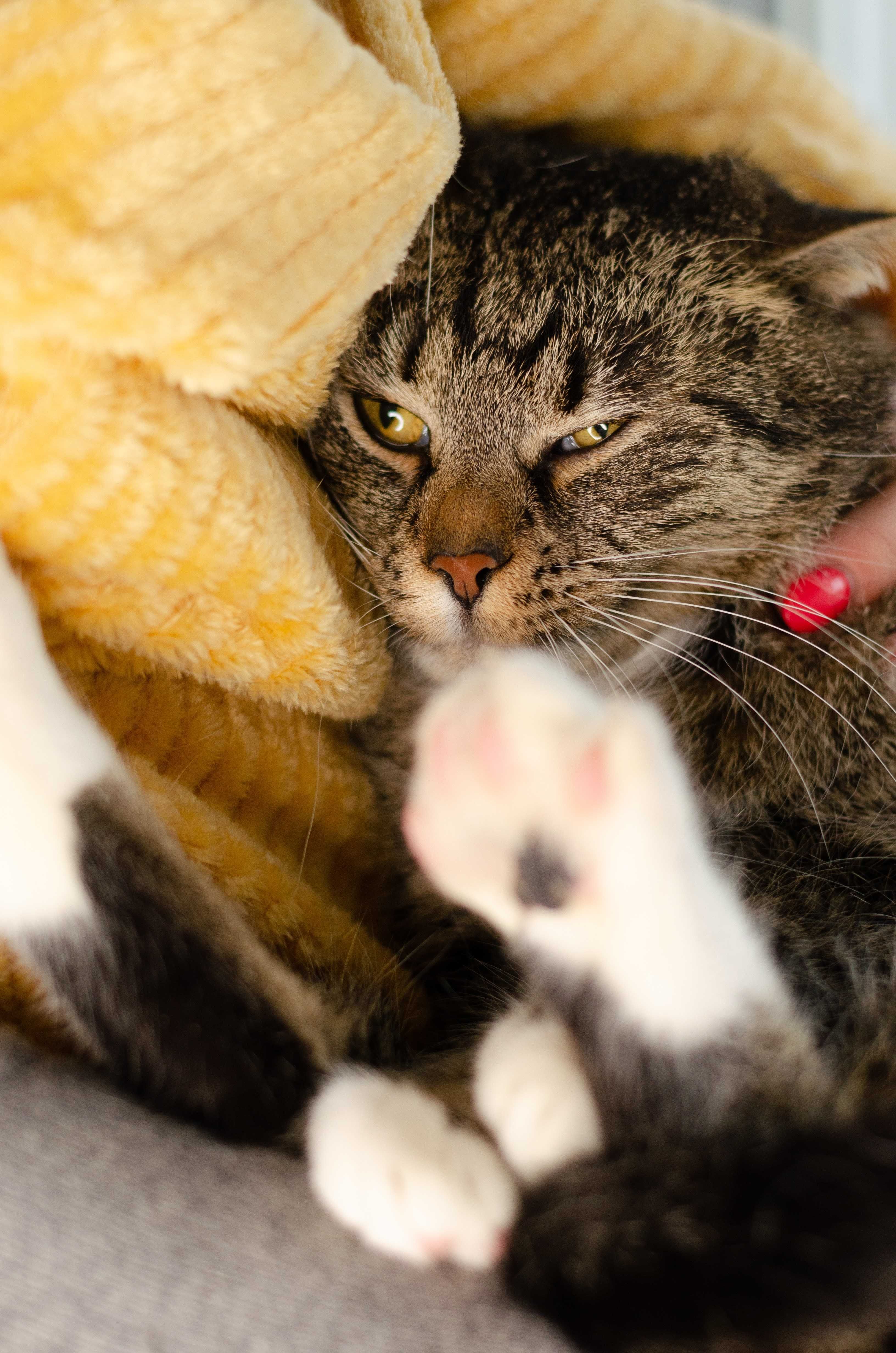 MALWINKA kotka do adopcji