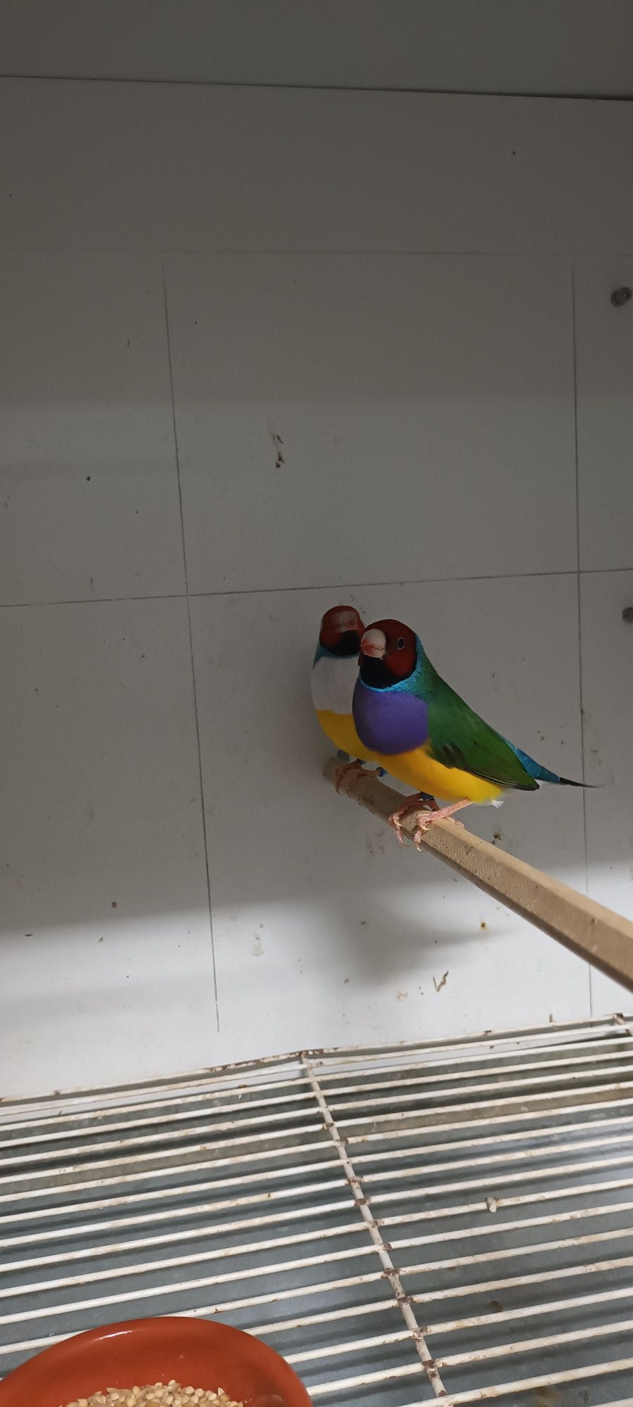 Diamantes gould do ano e de outros anos