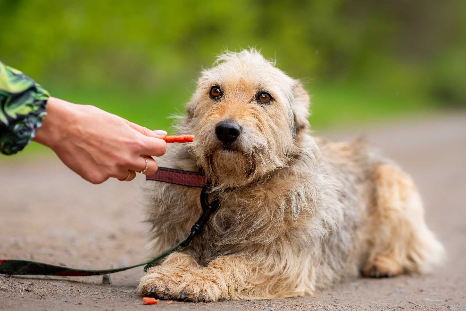 KALINA - najpiękniejsza słodka łagodna sunia poleca się do adopcji