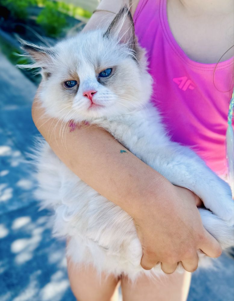 Kocięta Ragdoll FPL/FIFE
