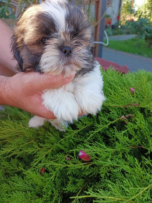 Shihtzu piesek szczeniak