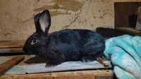 Продам кролів
Продаю кроликів 
Полтавське срібло 
Є в наявності 3-Крол