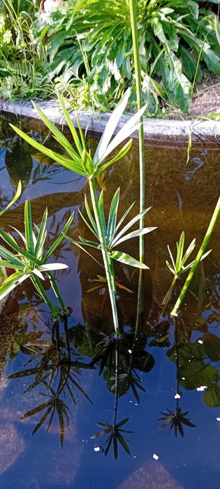 Sombrinha Chinesa / Papiro anao