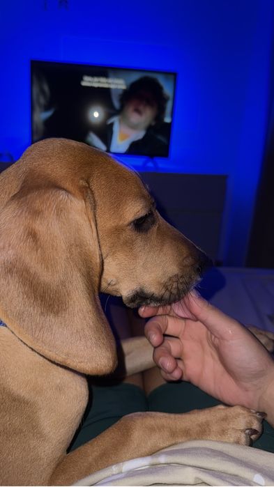 Beagle/Rafeiro 8 meses e com todas as vacinas em dias.