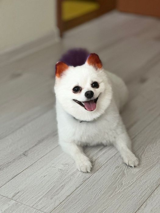 Померанський шпіц