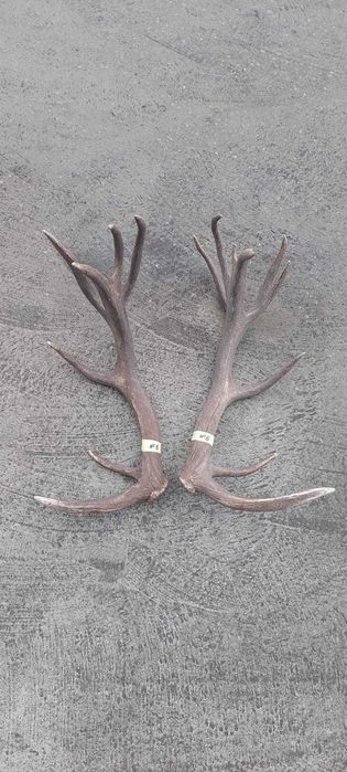Рога оленя Благородного