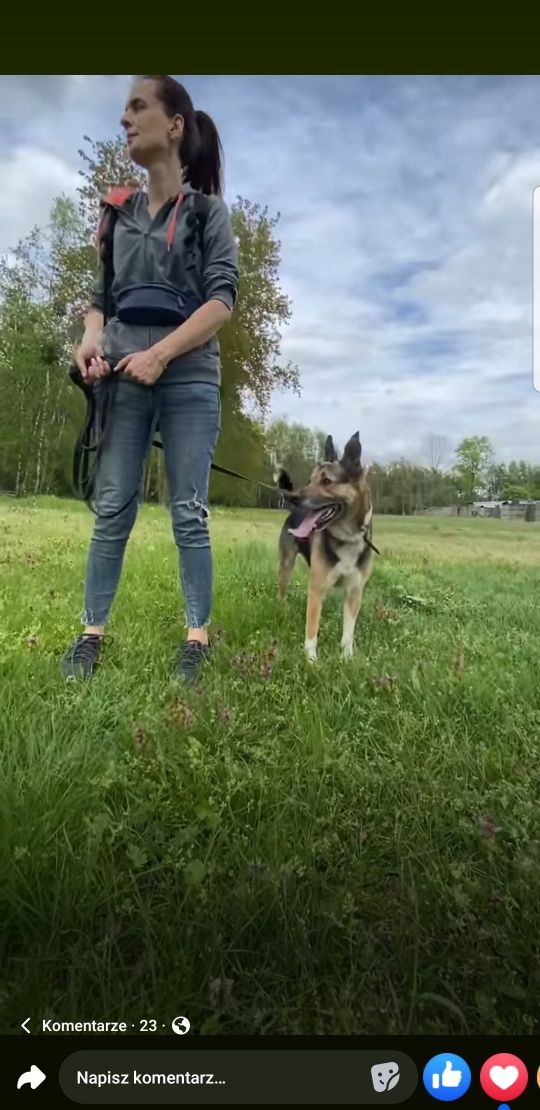 Maks pilnie szuka domu - Likwidacja schroniska! Ostatnie dni!!