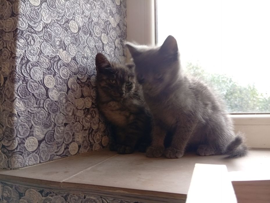 Віддам у добрі руки