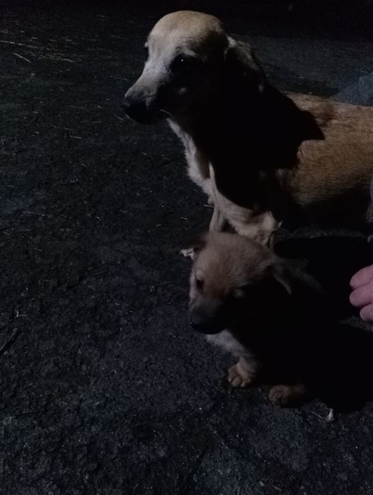 Oddam pieski mieszance