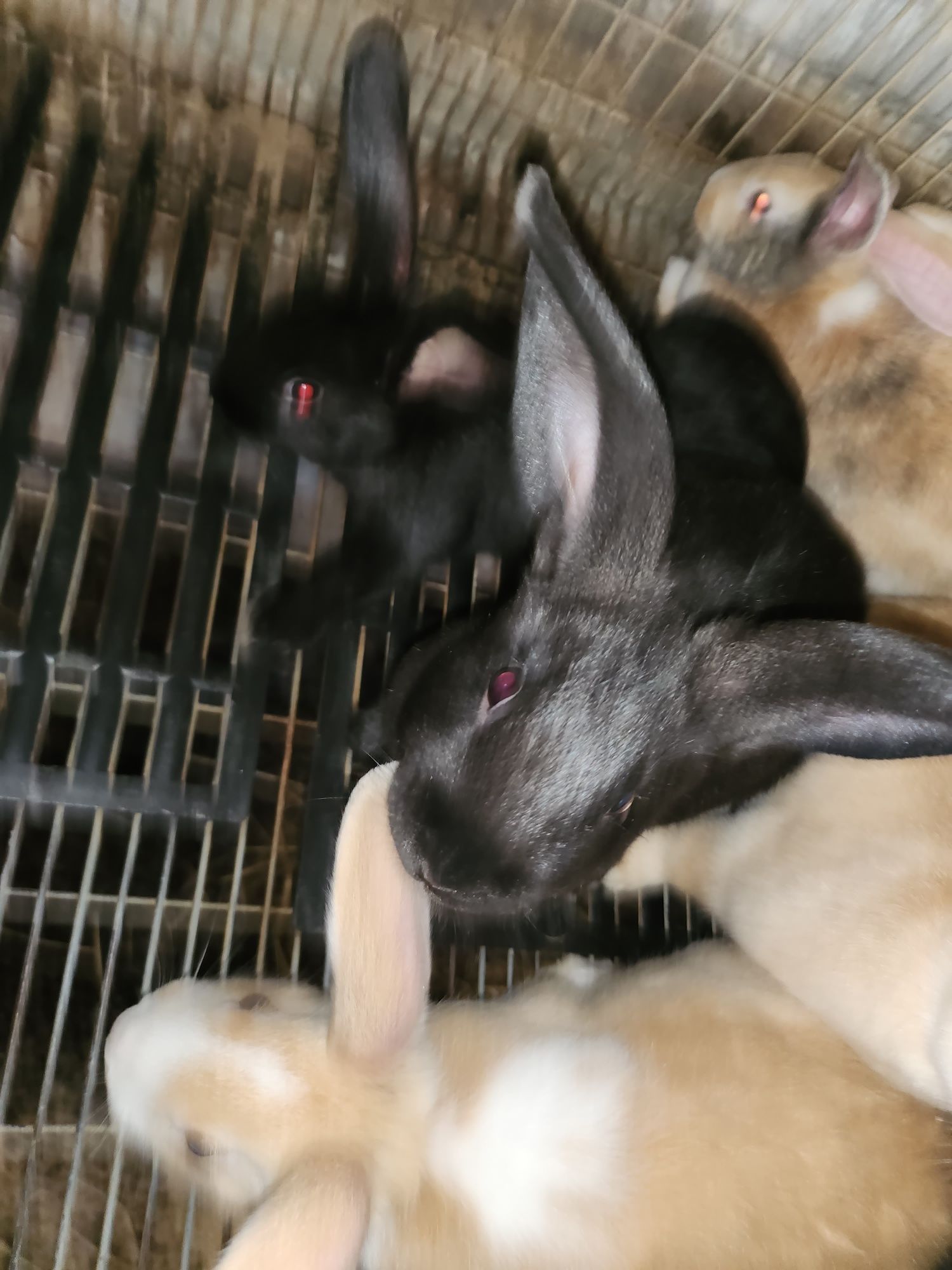 Coelhos para criação