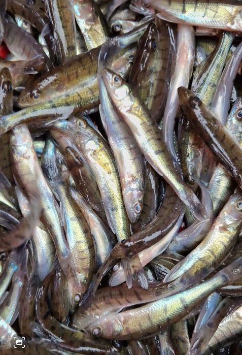 Narybek Jesiotr albinos, Szczupak,Karaś koi,Lin,Amur,Karp,Węgorz,