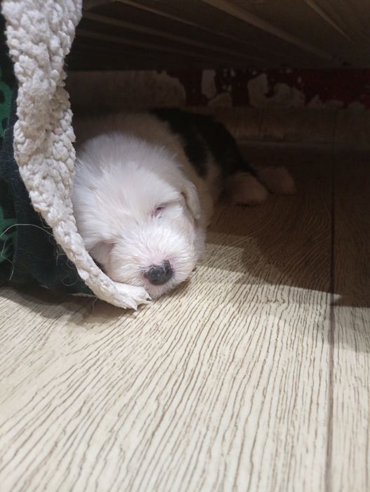 Owczarek staroangielski bobtail