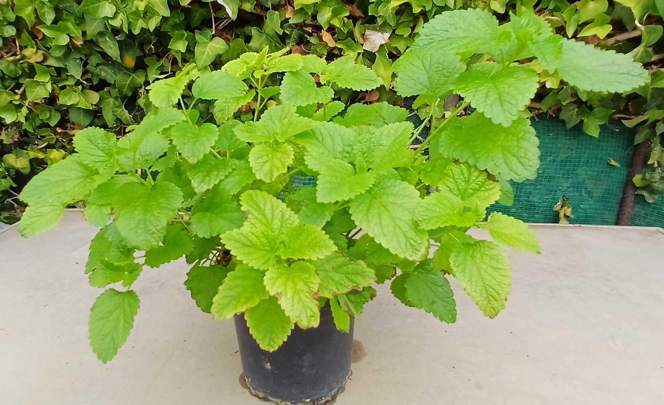 Planta Erva Cidreira em Vaso