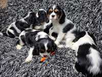 Cavalier king charles spaniel