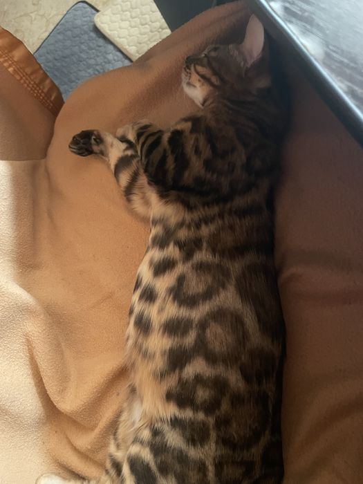 Бенгальське елітне кошеня Арія з родоводом