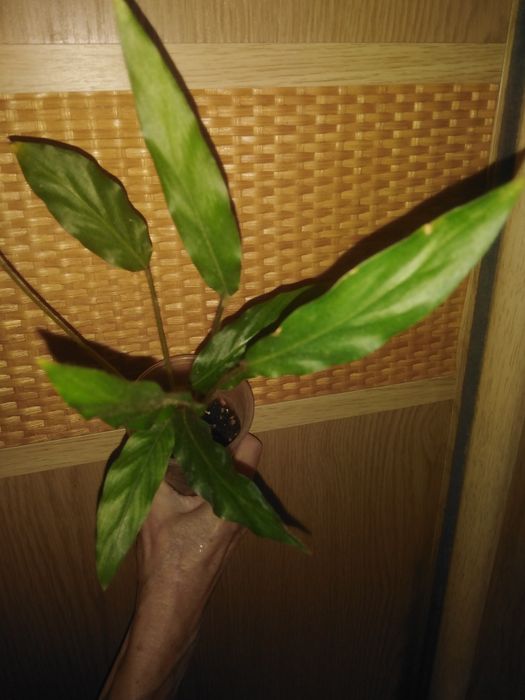 Продам калатея, строманта, маранта та ктенанта .