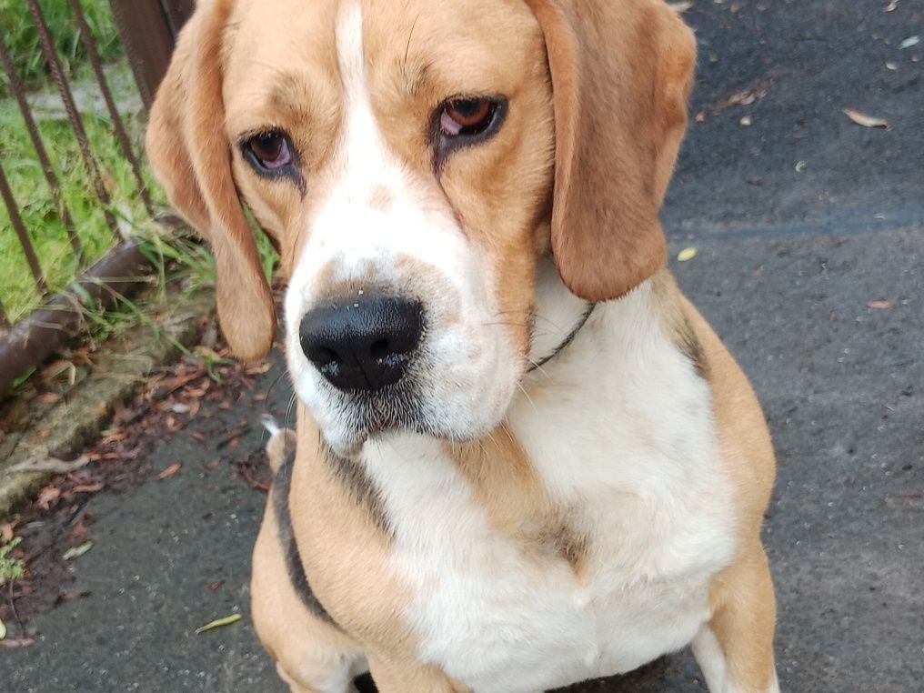 Hektor 4lata beagle oddam w dobre ręce