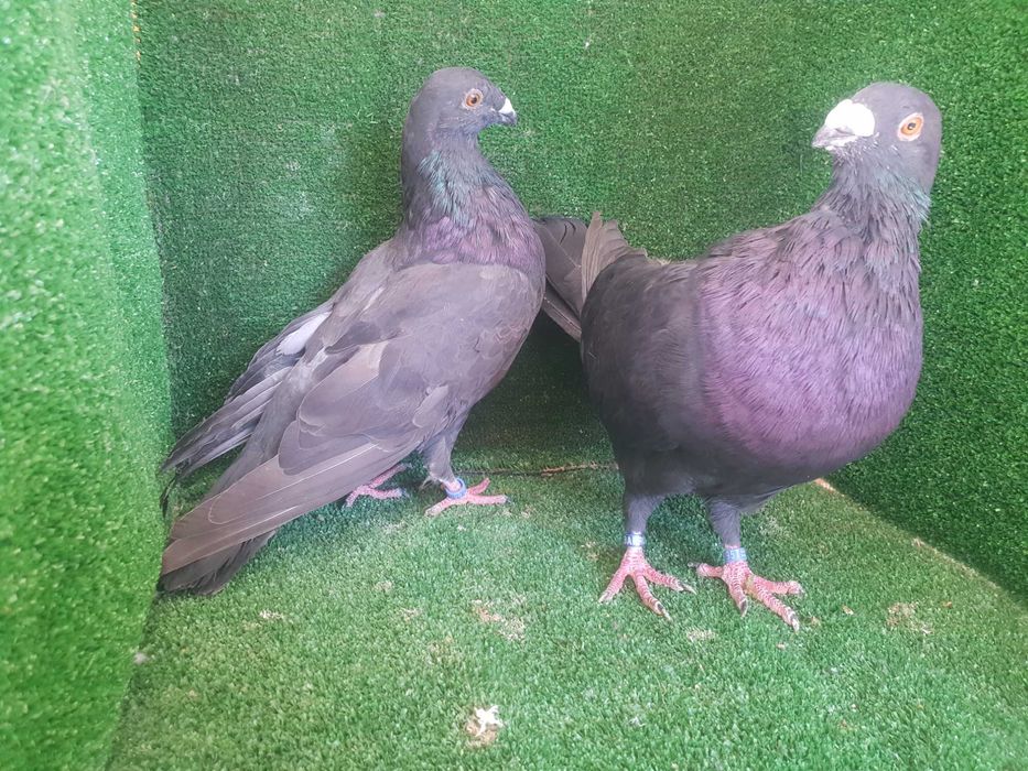 Casal pombos Galinha de Malta