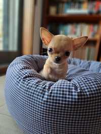 Chihuahua macho, linhagem russa, de pelo curto, com LOP, miniatura