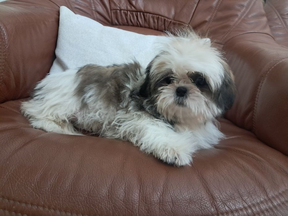 Shihtzu femea fantastica