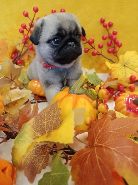 Szczenię chłopczyk Mops  FCI ZkwP