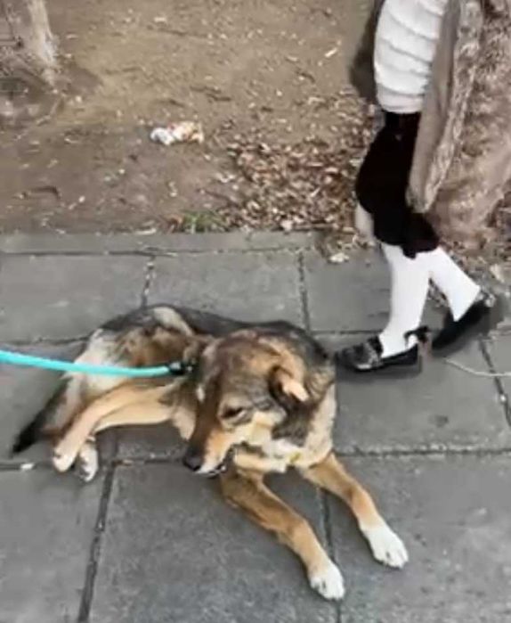 RINO poczciwy, łagodny pies. Uratowany w Bułgarii