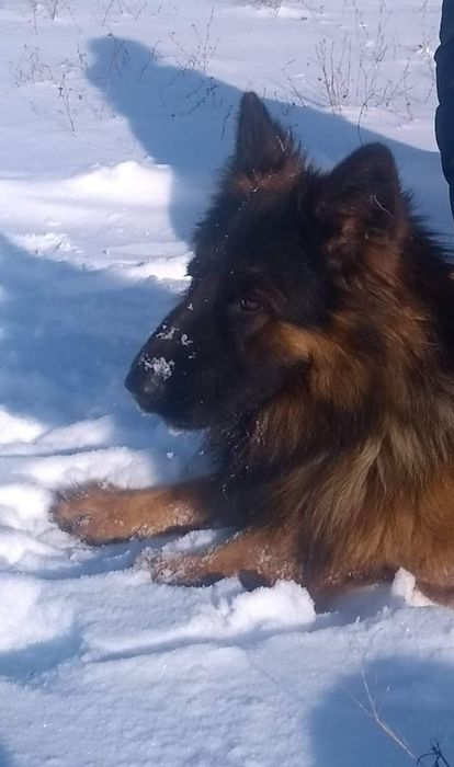 Flama nadal poszukiwana owczarek niemiecki