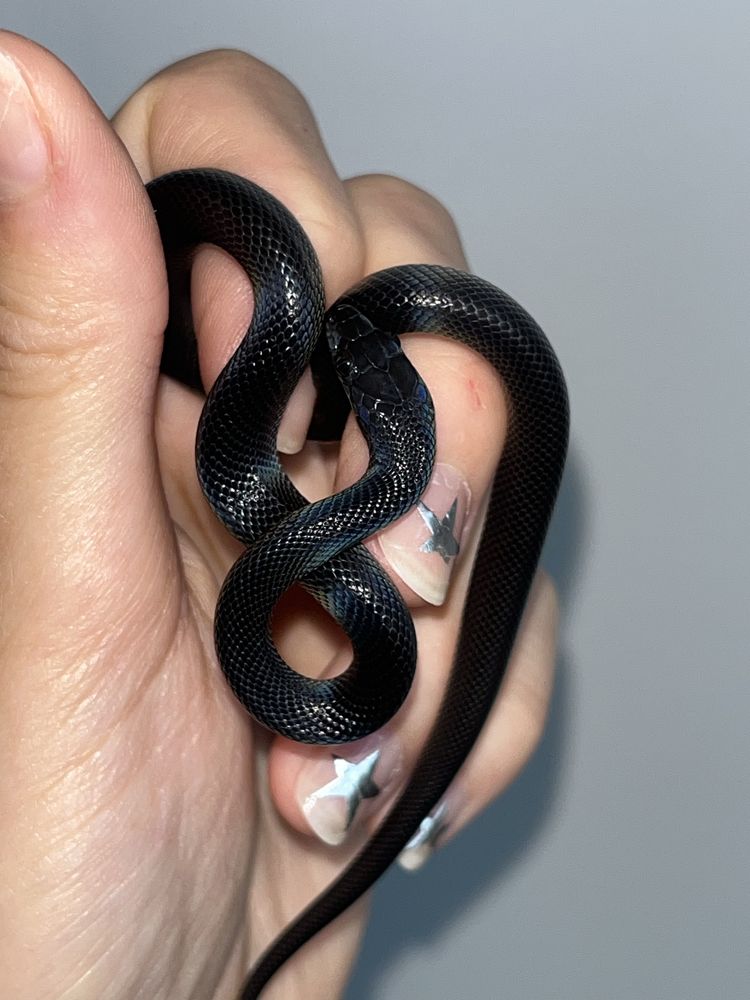 wąż mahoniowy lamprophis boaedon fuliginosus czarny wąż