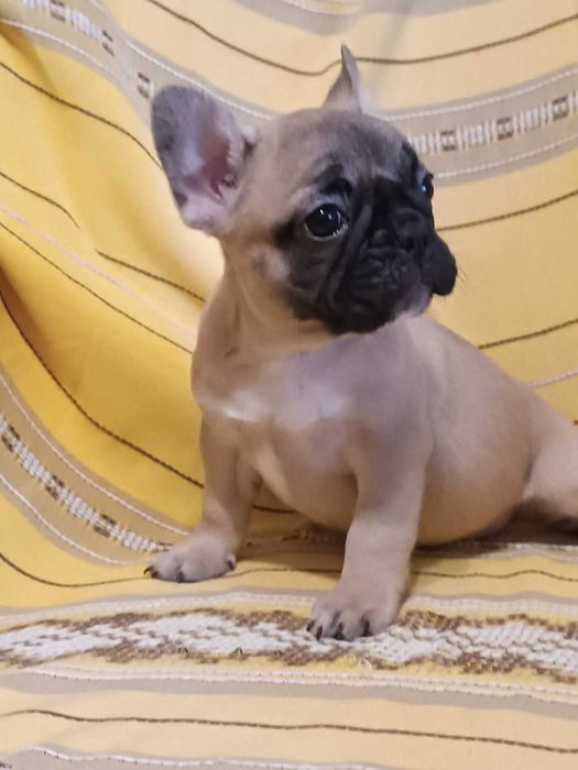 Дівчинка французьського бульдога