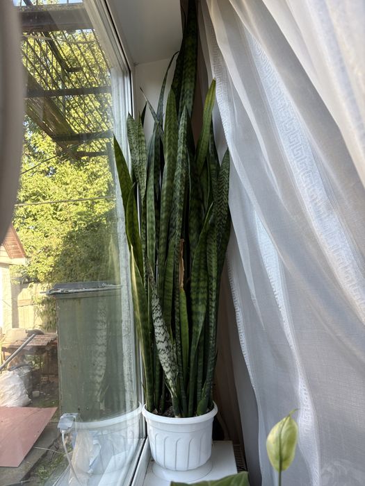 Сансевʼєра 140 см