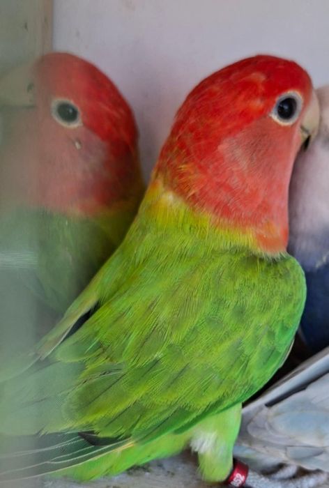 Papugi nierozłączki czerwonoczelne