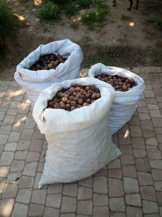 5kg orzechów włoskich tegorocznych zbiór 2025 świeże WYSYŁKA