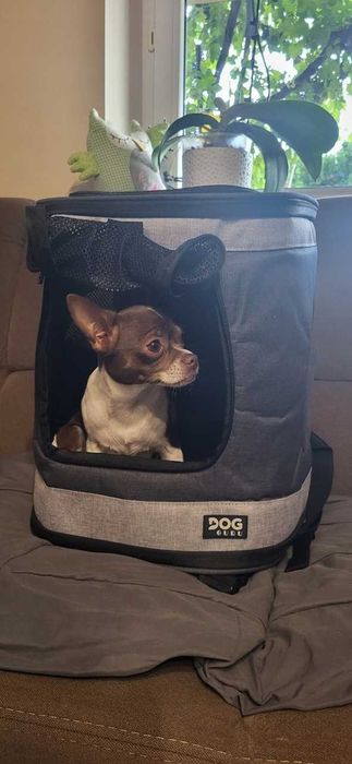 TRANSPORTER dla kota psa PLECAK z otworami wentylacyjnymi BEZPIECZNY